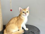 Portakal Renginde British Shorthair Golden