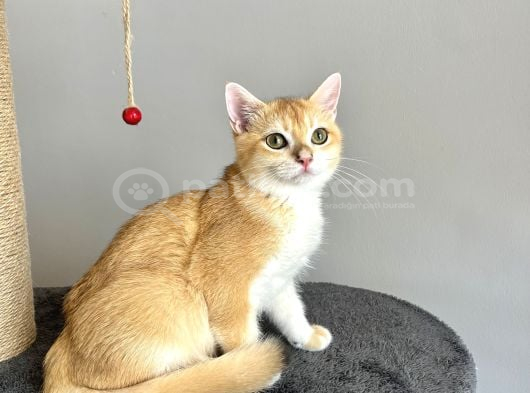 Portakal Renginde British Shorthair Golden görsel