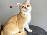 Portakal Renginde British Shorthair Golden