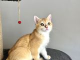 Portakal Renginde British Shorthair Golden