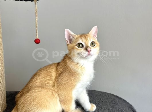 Portakal Renginde British Shorthair Golden görsel
