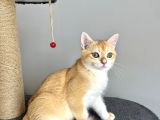 Portakal Renginde British Shorthair Golden
