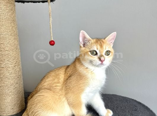Portakal Renginde British Shorthair Golden görsel