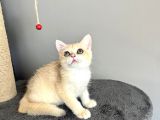 Orijinal British Shorthair Golden