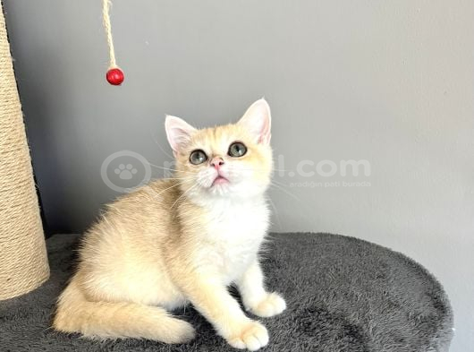 Orijinal British Shorthair Golden görsel