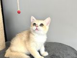 Orijinal British Shorthair Golden