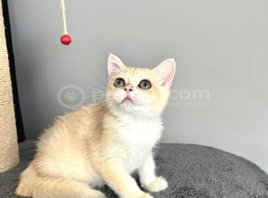 Orijinal British Shorthair Golden görsel