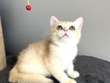 Orijinal British Shorthair Golden