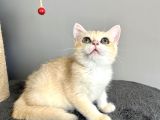 Orijinal British Shorthair Golden