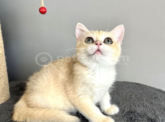Orijinal British Shorthair Golden görsel