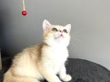 Orijinal British Shorthair Golden