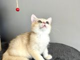 Orijinal British Shorthair Golden