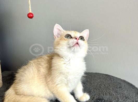 Orijinal British Shorthair Golden görsel