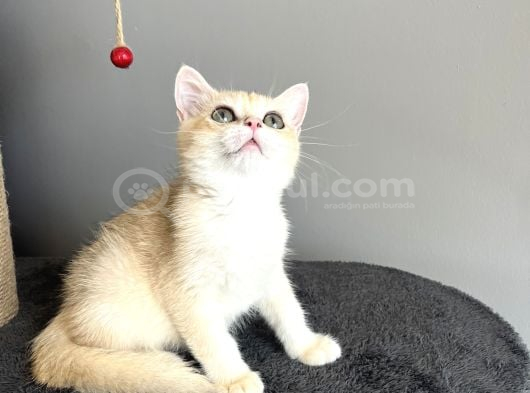 Orijinal British Shorthair Golden görsel
