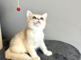 Orijinal British Shorthair Golden