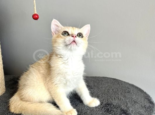 Orijinal British Shorthair Golden görsel