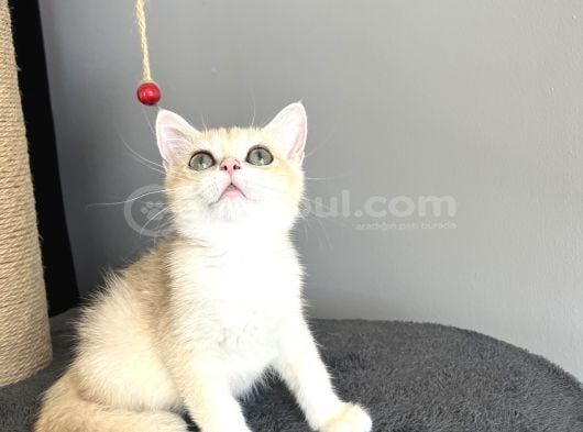 Orijinal British Shorthair Golden