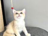 Orijinal British Shorthair Golden