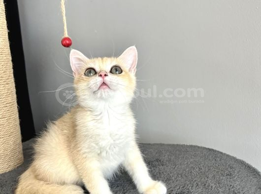 Şehir Dışına Gönderim görseli