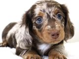 Muhteşem Tüy Yapısına Sahip Longhair Dachshund
