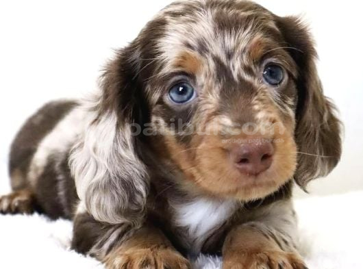 Muhteşem Tüy Yapısına Sahip Longhair Dachshund görsel