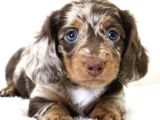 Muhteşem Tüy Yapısına Sahip Longhair Dachshund