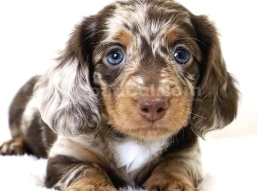 Muhteşem Tüy Yapısına Sahip Longhair Dachshund