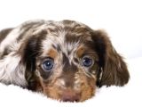 Muhteşem Tüy Yapısına Sahip Longhair Dachshund
