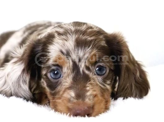 Muhteşem Tüy Yapısına Sahip Longhair Dachshund görsel