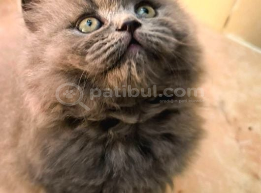 Kadi̇fe Tüylü Bebek görsel