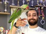 Halkalı Full Eğitimli Evcil Konuşan Alexander Papağanı