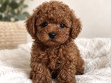 Türkiyenin En Büyük Toy Poodle Çiftliğinden Yavrular