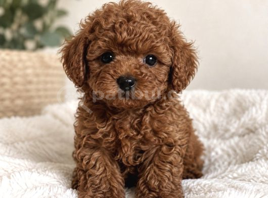Türkiyenin En Büyük Toy Poodle Çiftliğinden Yavrular