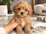 Baby Face Maltipoo Yavrularımız
