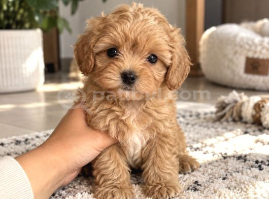Baby Face Maltipoo Yavrularımız
