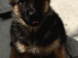K9 Safkan Alman Kurdu Yavrularimiz