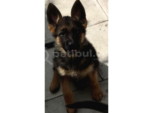 K9 Safkan Alman Kurdu Yavrularimiz görsel
