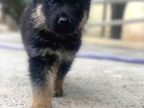 K9 Safkan Alman Kurdu Yavrularimiz