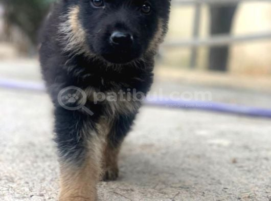 K9 Safkan Alman Kurdu Yavrularimiz görsel