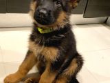 K9 SAFKAN ALMAN KURDU YAVRULARIMIZ