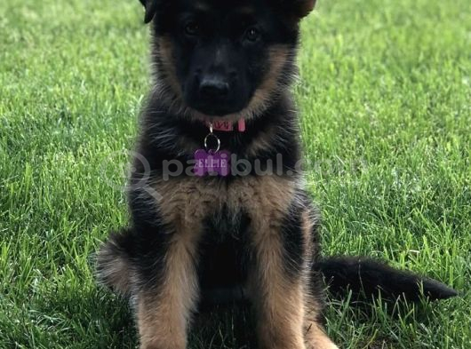 K9 Safkan Alman Kurdu Yavrularimiz görsel