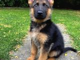 K9 Safkan Alman Kurdu Yavrularimiz