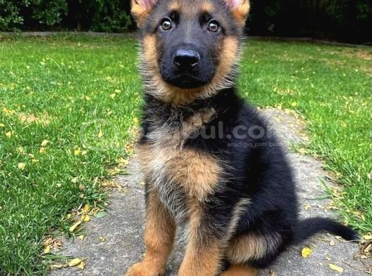 K9 Safkan Alman Kurdu Yavrularimiz görsel