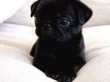 Müthi̇ş Pug Bebekler