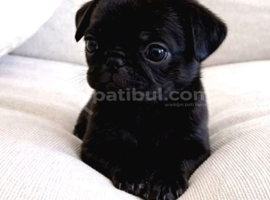 Müthi̇ş Pug Bebekler görsel