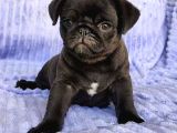 Müthi̇ş Pug Bebekler