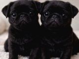 Müthi̇ş Pug Bebekler