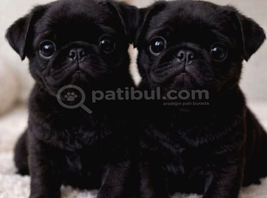 MÜTHİŞ PUG BEBEKLER