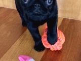 Müthi̇ş Pug Bebekler