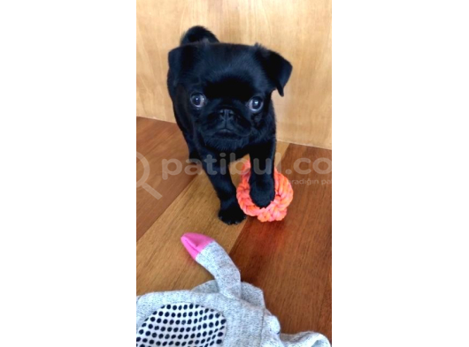 Müthi̇ş Pug Bebekler görsel